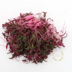 Amaranth, Garnet Red (Organic)