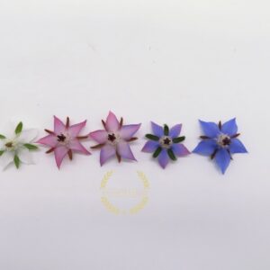Borage Edible Flower (Organic)