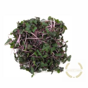 Cabbage, Red (Organic)