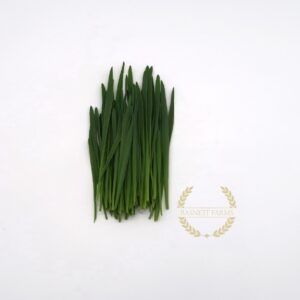 Oat Shoots (Organic)